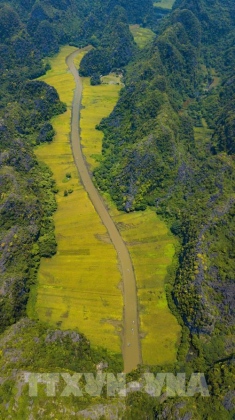 Mùa vàng Tam Cốc đẹp nao lòng 8