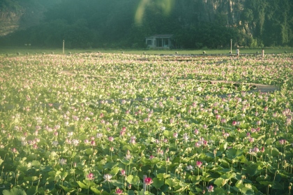 Cảnh đẹp ở cánh đồng sen Ninh Bình 21