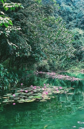 Tràng An mùa hoa súng 4