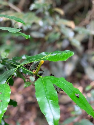 Quần thể Danh thắng Tràng An – “kho báu” về đa dạng sinh học 3