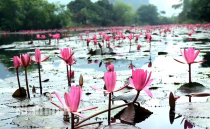 Thung Nắng, mùa hoa súng nở rộ 10