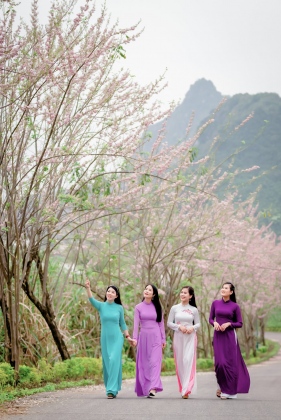 Bái Đính rợp sắc hoa hồng mai 2