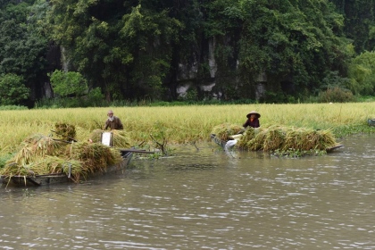 Ninh Bình: Đặc sắc cánh đồng lúa mùa gặt ở Tam Cốc 6