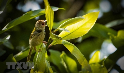 Ninh Bình: Tăng cường bảo tồn thiên nhiên, giữ gìn sự đa dạng sinh học 4