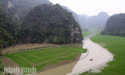 Cánh đồng lúa Tam Cốc - bức thảm màu mỗi ngày thêm đậm nét 3