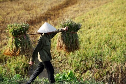 Mùa vàng về trên Cố đô Hoa Lư 3