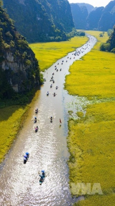 Mùa vàng Tam Cốc đẹp nao lòng 1