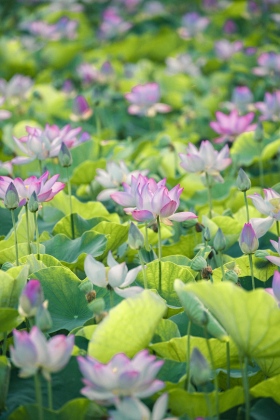 Cảnh đẹp ở cánh đồng sen Ninh Bình 16