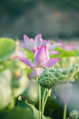 Cảnh đẹp ở cánh đồng sen Ninh Bình 17