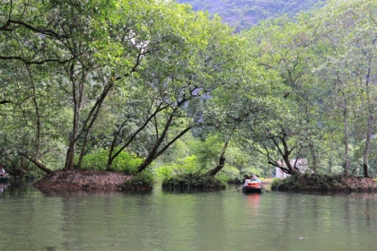 Tận mắt rừng vối cổ thụ hàng nghìn cây giữa vùng lõi di sản Tràng An 2