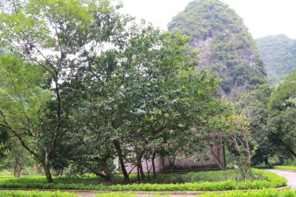 Tận mắt rừng vối cổ thụ hàng nghìn cây giữa vùng lõi di sản Tràng An 7