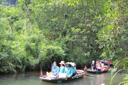 Tận mắt rừng vối cổ thụ hàng nghìn cây giữa vùng lõi di sản Tràng An 11