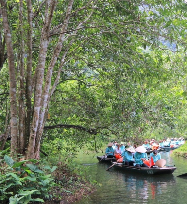 Tận mắt rừng vối cổ thụ hàng nghìn cây giữa vùng lõi di sản Tràng An 15
