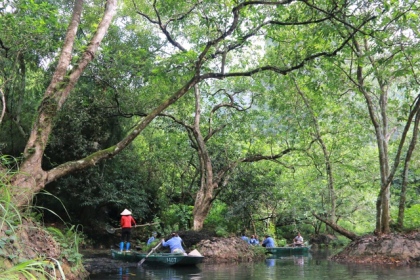 Tận mắt rừng vối cổ thụ hàng nghìn cây giữa vùng lõi di sản Tràng An 17