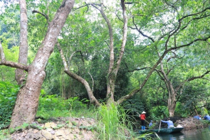 Tận mắt rừng vối cổ thụ hàng nghìn cây giữa vùng lõi di sản Tràng An 19