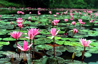 Thung Nắng, mùa hoa súng nở rộ 2