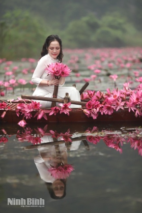 Thung Nắng, mùa hoa súng nở rộ 5