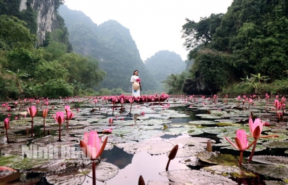 Thung Nắng, mùa hoa súng nở rộ 8