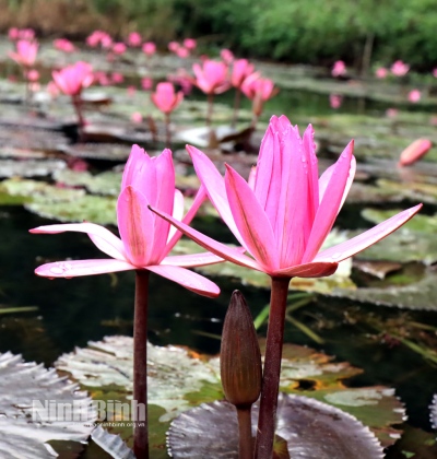 Thung Nắng, mùa hoa súng nở rộ 9