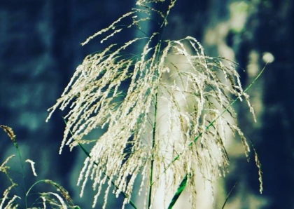 Mùa lau trắng Ninh Bình  4