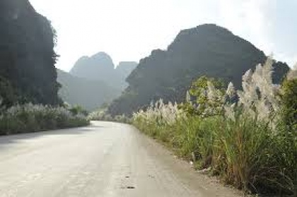 Mùa lau trắng Ninh Bình  7