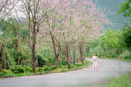 Bái Đính rợp sắc hoa hồng mai 3