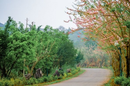 Bái Đính rợp sắc hoa hồng mai 4