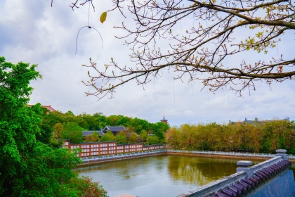 Bái Đính rợp sắc hoa hồng mai 5