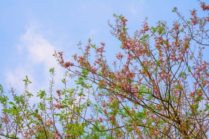 Bái Đính rợp sắc hoa hồng mai 1