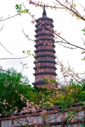 Bái Đính rợp sắc hoa hồng mai 6