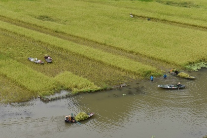 Ninh Bình: Đặc sắc cánh đồng lúa mùa gặt ở Tam Cốc 1
