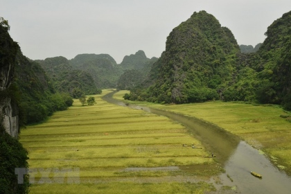 Ninh Bình: Đặc sắc cánh đồng lúa mùa gặt ở Tam Cốc 3