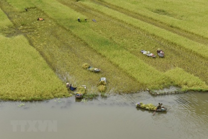Ninh Bình: Đặc sắc cánh đồng lúa mùa gặt ở Tam Cốc 4