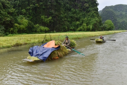 Ninh Bình: Đặc sắc cánh đồng lúa mùa gặt ở Tam Cốc 5