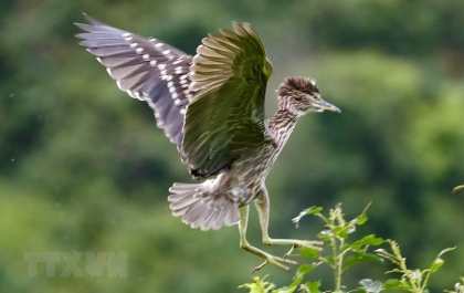 Ninh Bình: Tăng cường bảo tồn thiên nhiên, giữ gìn sự đa dạng sinh học 3