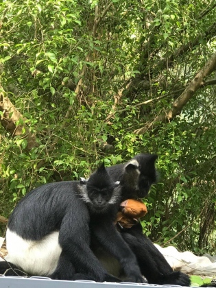 Ninh Bình: Cá thể voọc đặc hữu quý hiếm được sinh sản tại Tràng An 1