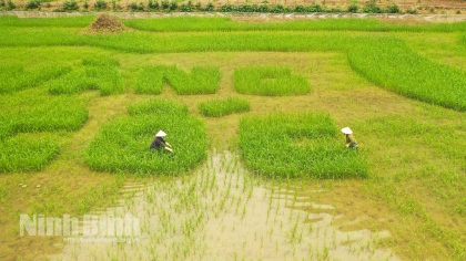 Cánh đồng lúa Tam Cốc - bức thảm màu mỗi ngày thêm đậm nét 2
