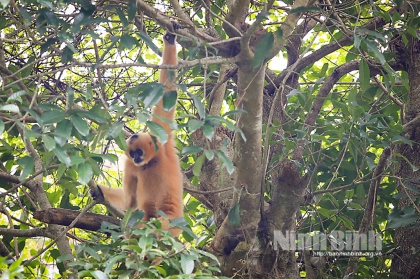 Ninh Bình phát triển du lịch gắn với bảo tồn đa dạng sinh học 5
