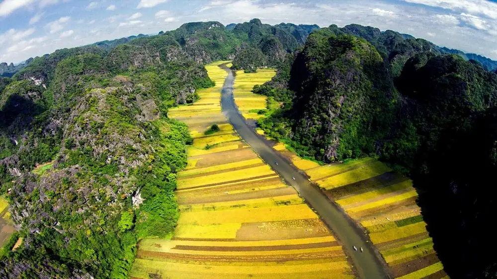 trang an rice field ninh binh